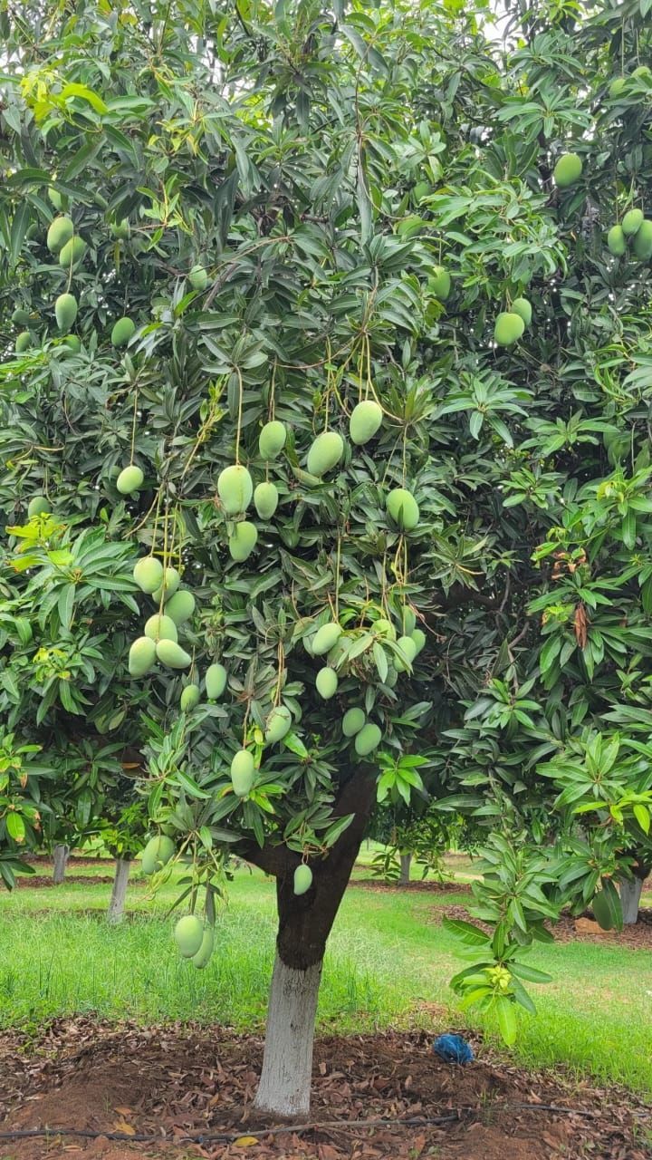 King Chounsa Export quality