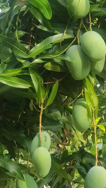 Late Chounsa ( 1 Aug )